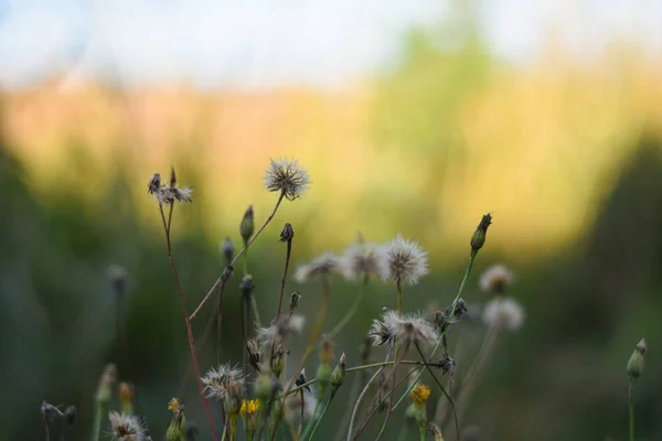 Flores brancas e amarelas de espinhos crescem em um campo à sombra — Fotografia de Stock