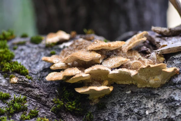 Honigpilze wachsen auf einem Baumstamm im Wald, Nahaufnahme — Stockfoto