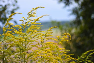 Sonbahar parlak sarı çiçekler meadows arka planı büyümek