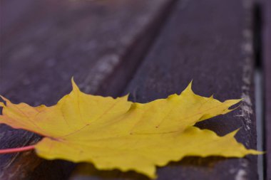 Sarı akçaağaç yaprağı düşmüş bir park bankında, sonbahar sezonu, yakın çekim