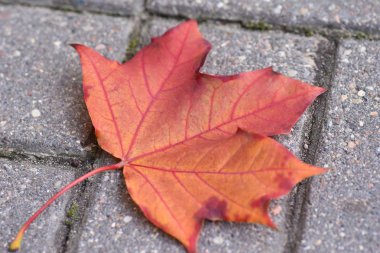 Düşmüş kırmızı akçaağaç yaprağı yaya kiremit, sonbahar sezonu, yakın çekim