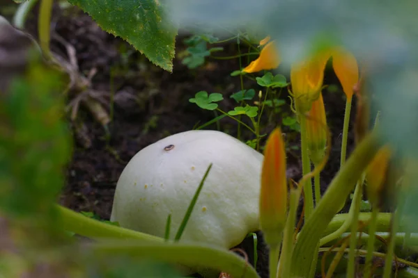 Weiße Terasse wächst zwischen Gemüse im Garten — Stockfoto