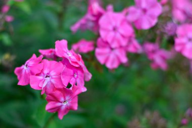 Güzel bir gül bush arasında yeşil bitkiler büyüyen çiçek