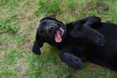 Komik genç siyah labrador çim üzerinde yalan oynarken geri almak