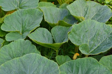 Büyük kabak yaprakları sarı genç kabak çiçekli bahçe büyümek