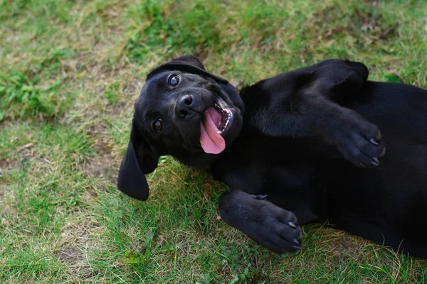 Engraçado jovem preto labrador retriever jogar deitado no o grama — Fotografia de Stock