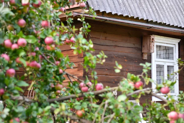農夫果樹園のりんごの木の中で木造住宅 — ストック写真