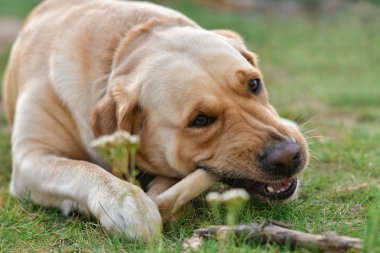 Golden köpek labrador korkunç çim üzerinde yalan kemik yiyor