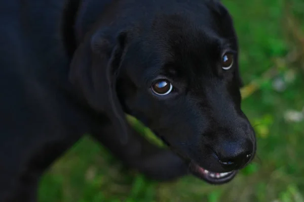 Giovane cane nero labrador terrier è punito e guarda il proprietario — Foto Stock