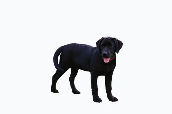 Aislado joven perro negro labrador terrier sobre fondo blanco — Foto de Stock