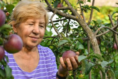Bir ağaçtan elma hasat gülümseyen bir yaşlı kadın