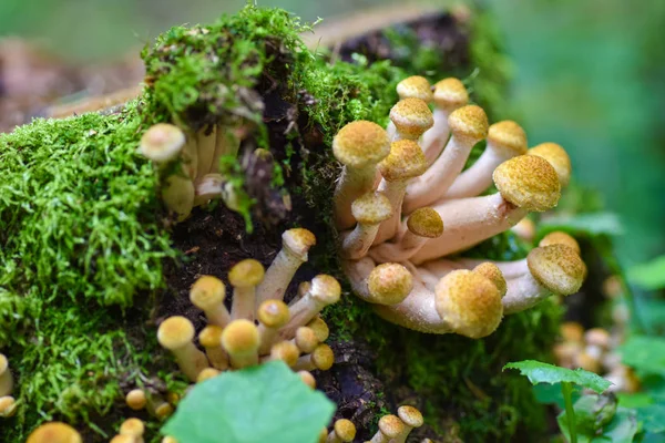 Svamp svampar växer på stubben av ett gammalt träd i skogen — Stockfoto
