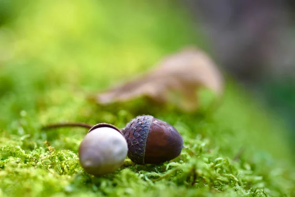 Två ekollon fallna från ek lögnen på mossa i skogen, kopiera klistra in — Stockfoto