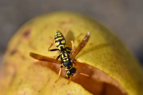 Avispa de insectos comiendo fruta de pera madura caída, primer plano —  Fotos de Stock