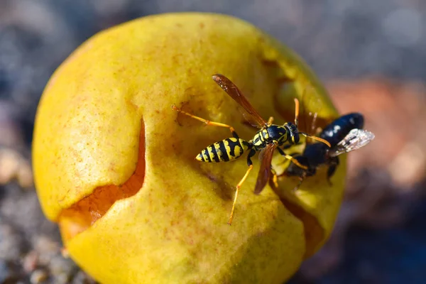 Avispa insecto ataca a una abeja que come fruta de pera madura caída, primer plano —  Fotos de Stock