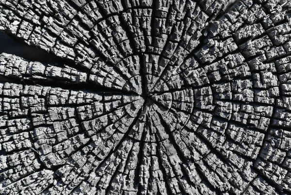 Vágott, szárított fa trunk, körök egy fa — Stock Fotó