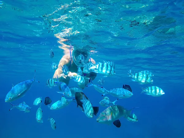 A menina na máscara sob a água alimenta as mãos de peixes predadores do recife de coral do Mar Vermelho — Fotografia de Stock