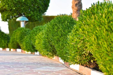 Çalılar ve Otel palmiye ağaçları arasında turist sokak