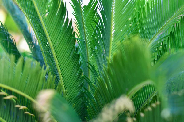 Green leaves of tropical palm, background, nature