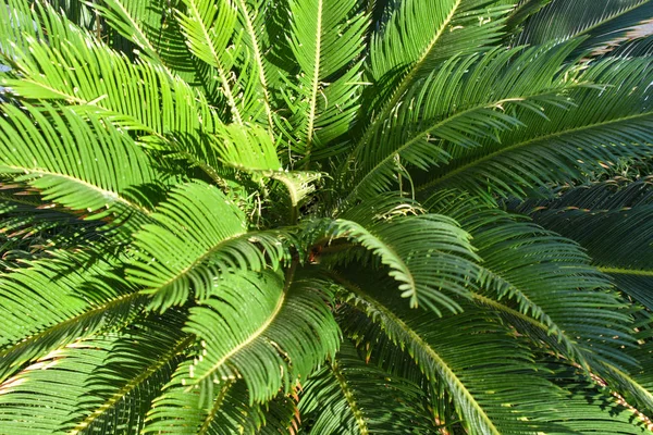 Bright green palm leaves on a sunny day, close-up — Stock Photo, Image