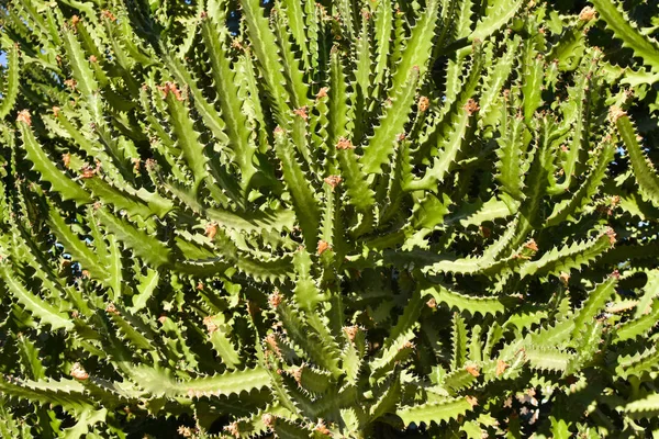 Background green branches of a large plant cactus — Stock Photo, Image