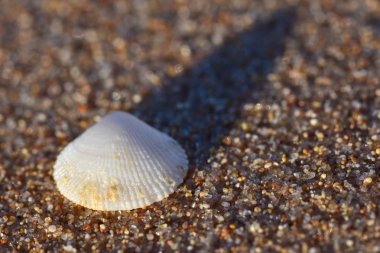 Deniz güneşli akşam kum üzerinde bir deniz kabuğu, yakın çekim, alanı Kopyala