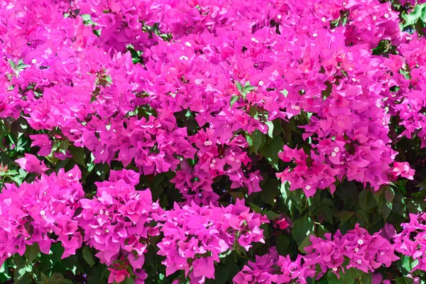 Bright purple flowers bloom on a green bush. — Stock Photo, Image