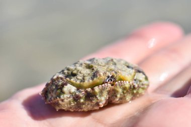 Çocuk elinde kum yengeç gizler