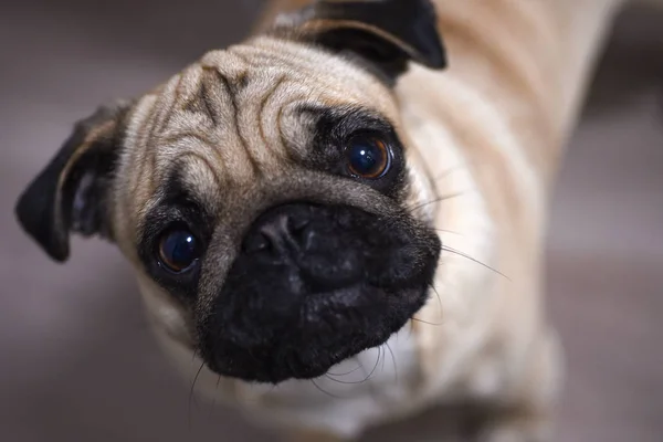Ev sahibi, closeup görünüyor genç pug
