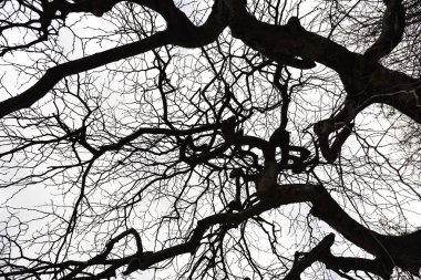 Bir ağaç bahar mavi ve beyaz gökyüzü karşı siyah kuru dalları