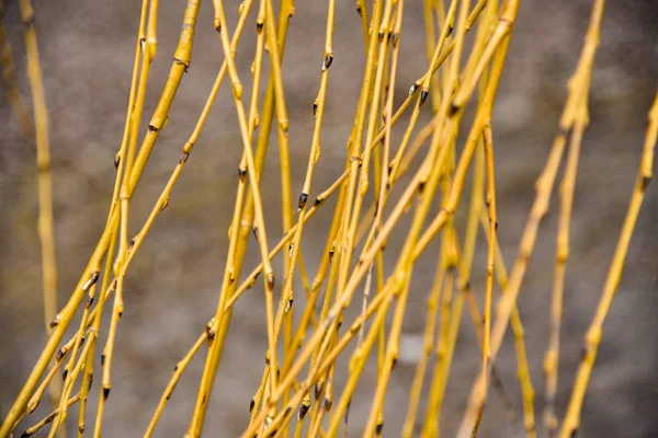 Buds on the yellow branches of a willow tree in spring — Stock Photo, Image