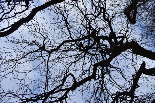 Zwarte droge takken van een boom tegen een blauwe en witte hemel in de lente — Stockfoto