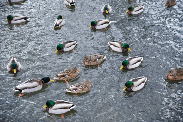 Wiele kaczek pływać z zimną wodą — Zdjęcie stockowe