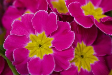 Primula Hector Petite pembe Pastel, yakın çekim, arka plan