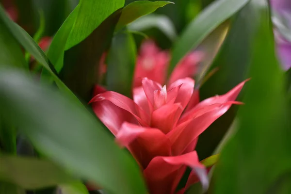Bromélie à fleurs rouges, gros plan, fond — Photo