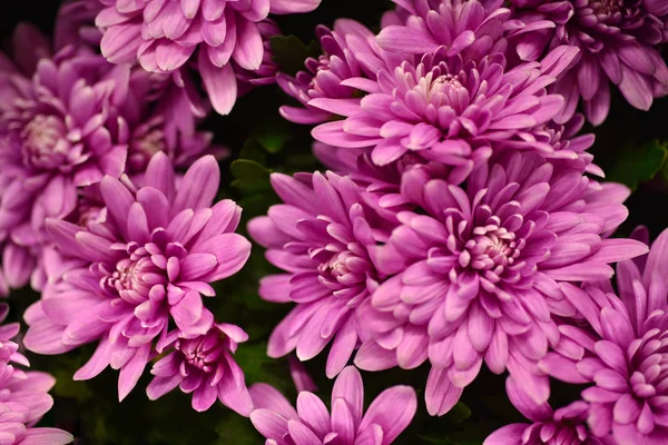 Фон квіти фіолетова хризантема — стокове фото
