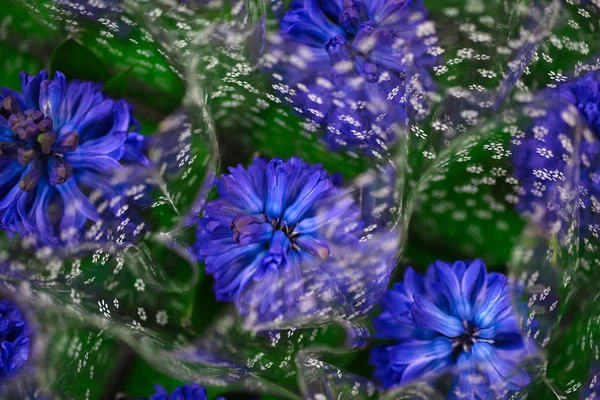 Bouquet cadeau fleurs cloches bleues, nature, beauté — Photo