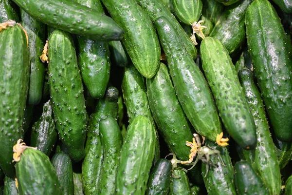 Lebensmittel Gemüse frische grüne Gurken, Hintergrund. Gurken Muster für den Verkauf auf dem Markt. Produkte aus Landwirtschaft und Gemüse — Stockfoto