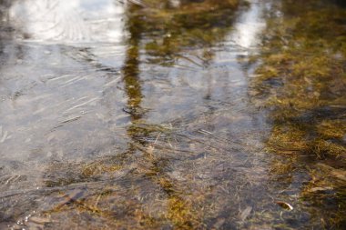 İlkbaharda eriyen buz. Sonbaharın ilk buz