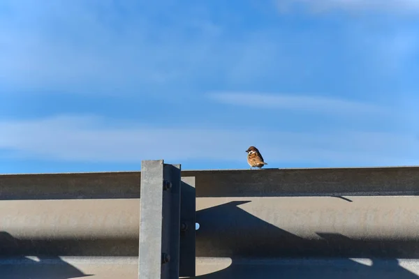 Moineau oiseau assis sur une clôture de route et regarde de côté — Photo