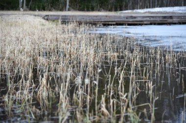 Bahar donmuş bir gölün üzerinde kuru reed