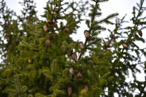 Cones crescer na árvore, vista inferior — Fotografia de Stock