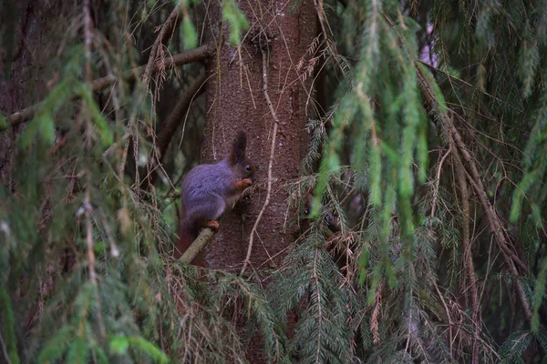 Eekhoorn nibbles een kegel van een boom in het bos — Stockfoto
