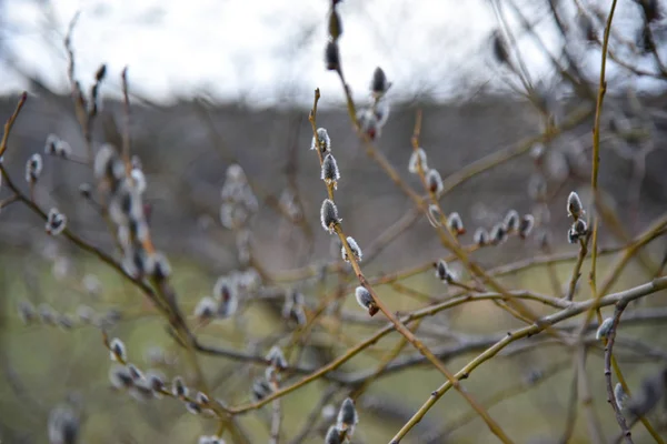Pączki rosną na drzewie wiosną — Zdjęcie stockowe