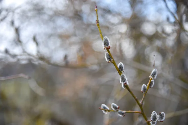 芽のなる木春 — ストック写真