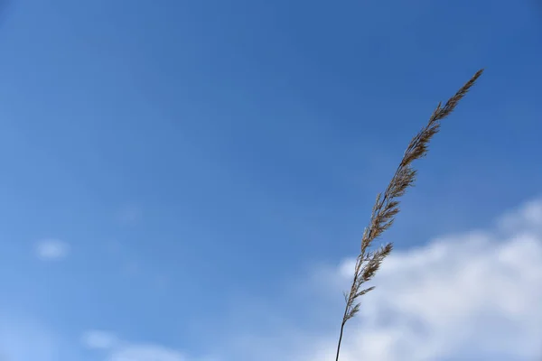 Talos de grama seca contra o fundo do céu, espaço de cópia — Fotografia de Stock