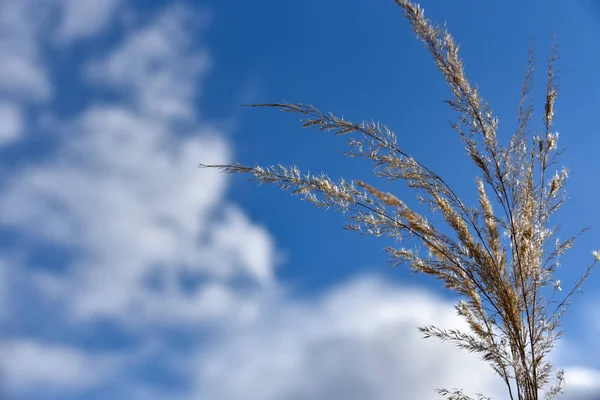 Talos de grama seca contra o fundo do céu, espaço de cópia — Fotografia de Stock