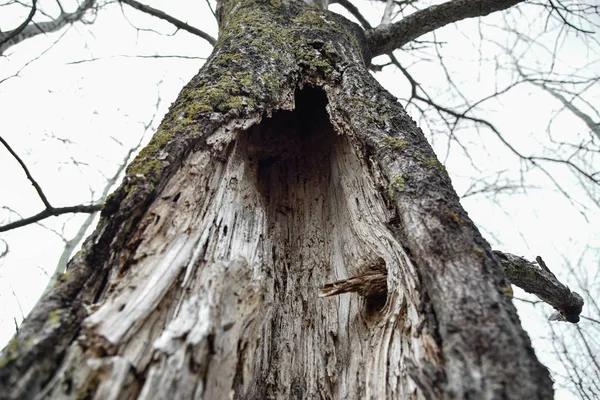 Tronc pourri d'un arbre séché — Photo