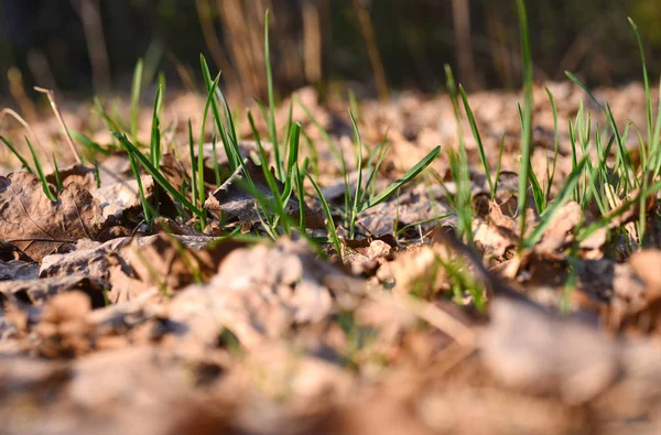 Молодая зеленая трава растет через сухие листья — стоковое фото