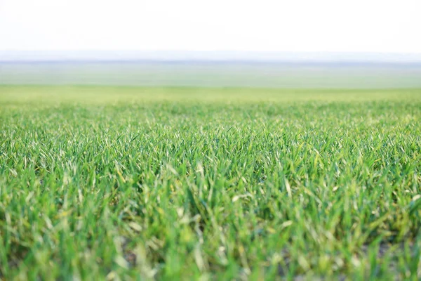 Зеленая трава на поле утром в тумане — стоковое фото